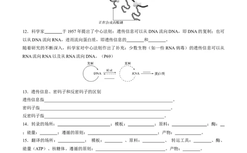 考点通关卷21基因的表达、基因与性状的关系（解析版）_2025年新高考资料_一轮复习_2025年高考生物一轮复习考点通关卷（新高考通用）