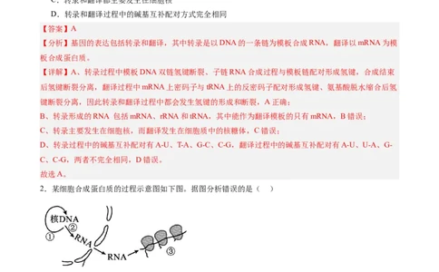 考点通关卷21基因的表达、基因与性状的关系（解析版）_2025年新高考资料_一轮复习_2025年高考生物一轮复习考点通关卷（新高考通用）
