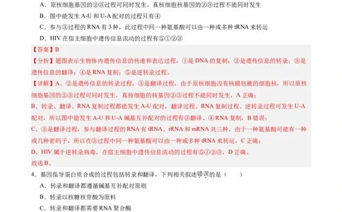 考点通关卷21基因的表达、基因与性状的关系（解析版）_2025年新高考资料_一轮复习_2025年高考生物一轮复习考点通关卷（新高考通用）