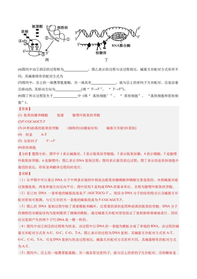 考点通关卷21基因的表达、基因与性状的关系（解析版）_2025年新高考资料_一轮复习_2025年高考生物一轮复习考点通关卷（新高考通用）