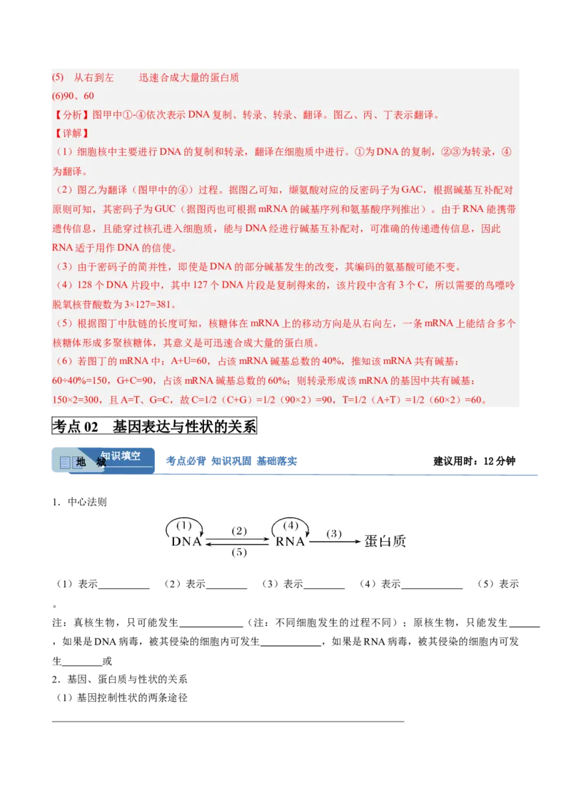 考点通关卷21基因的表达、基因与性状的关系（解析版）_2025年新高考资料_一轮复习_2025年高考生物一轮复习考点通关卷（新高考通用）