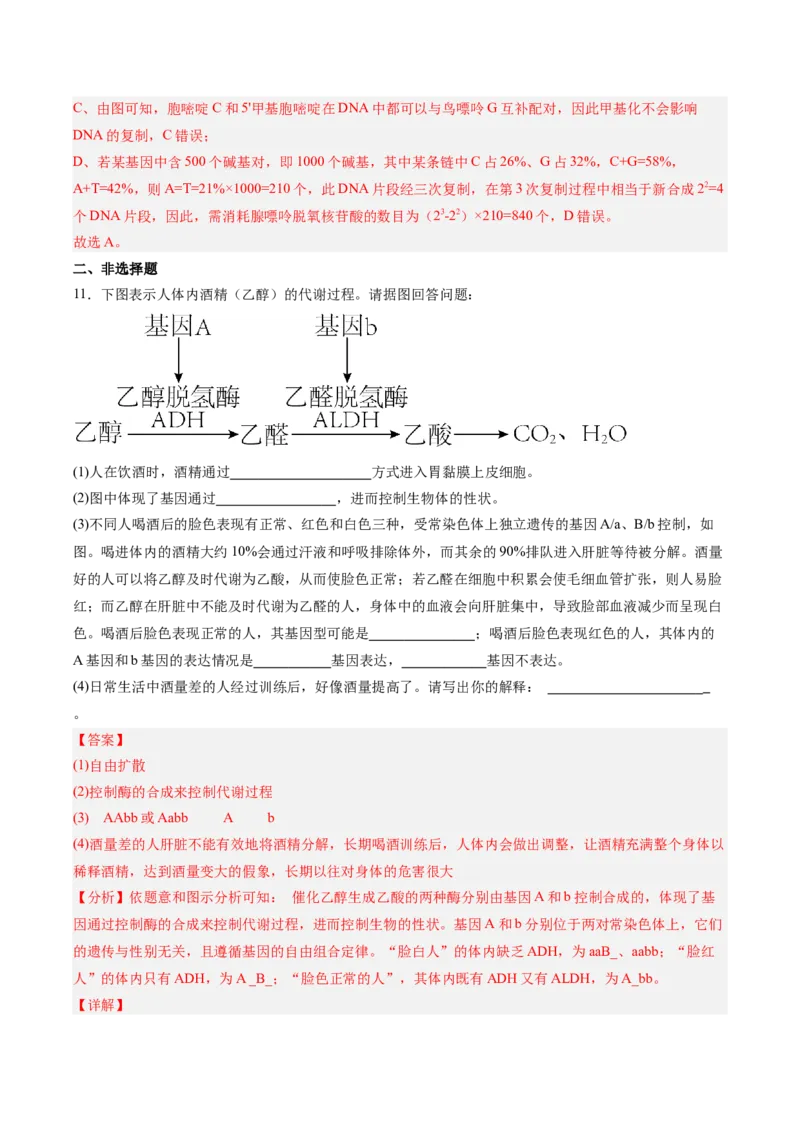 考点通关卷21基因的表达、基因与性状的关系（解析版）_2025年新高考资料_一轮复习_2025年高考生物一轮复习考点通关卷（新高考通用）