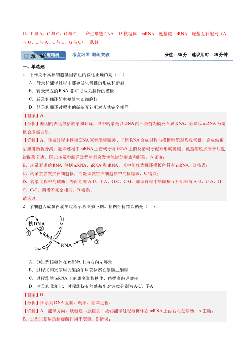 考点通关卷21基因的表达、基因与性状的关系（解析版）_2025年新高考资料_一轮复习_2025年高考生物一轮复习考点通关卷（新高考通用）