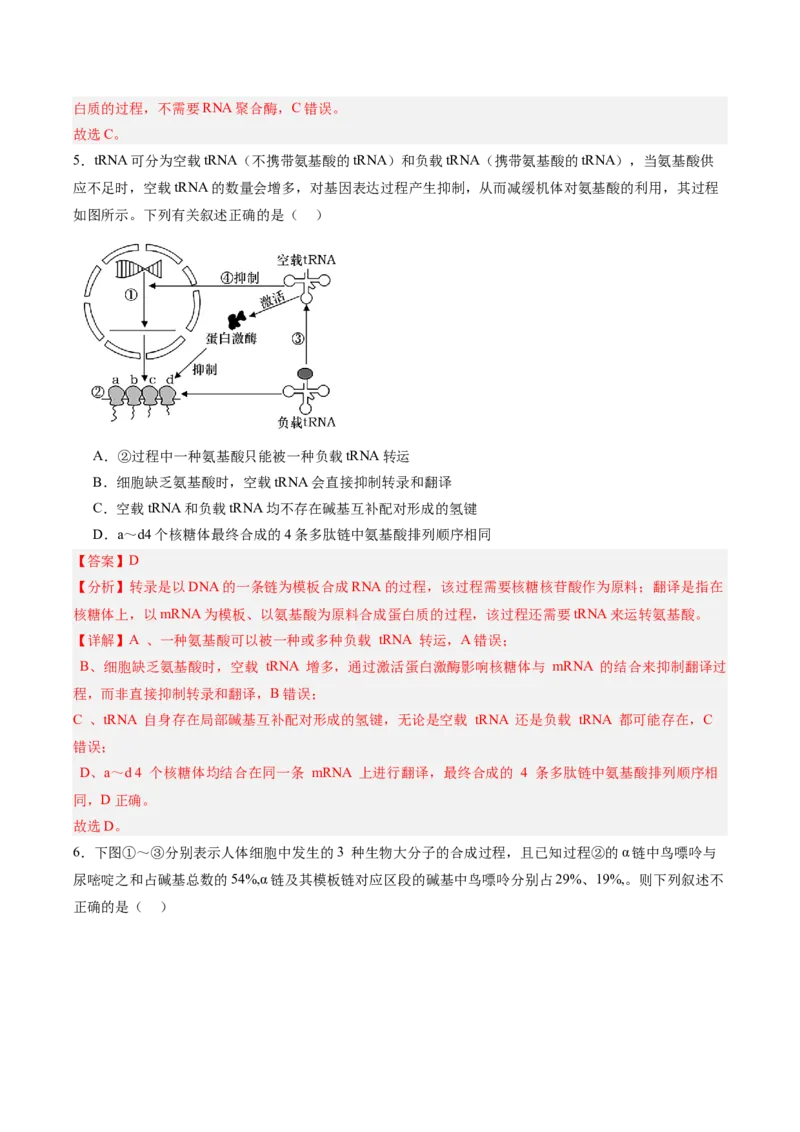 考点通关卷21基因的表达、基因与性状的关系（解析版）_2025年新高考资料_一轮复习_2025年高考生物一轮复习考点通关卷（新高考通用）