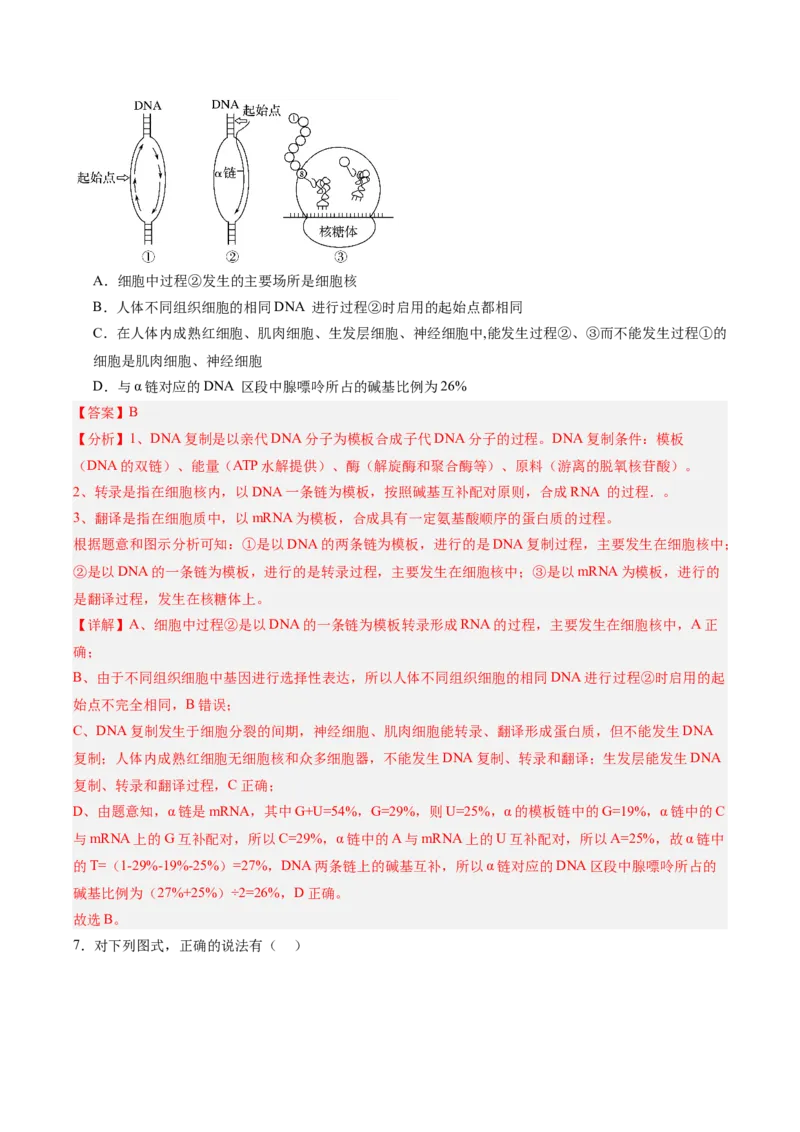 考点通关卷21基因的表达、基因与性状的关系（解析版）_2025年新高考资料_一轮复习_2025年高考生物一轮复习考点通关卷（新高考通用）