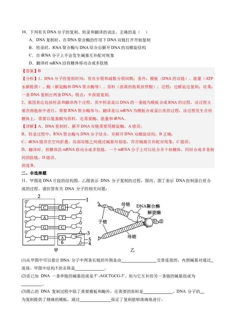 考点通关卷21基因的表达、基因与性状的关系（解析版）_2025年新高考资料_一轮复习_2025年高考生物一轮复习考点通关卷（新高考通用）