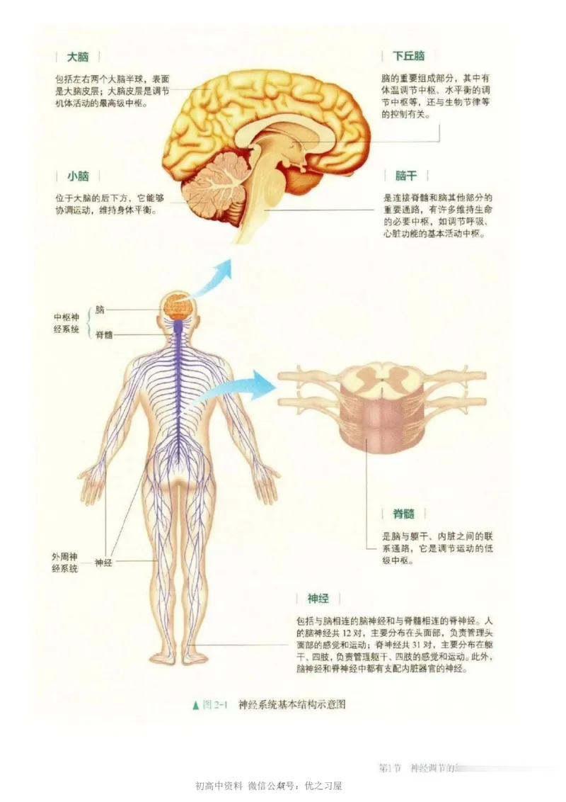 3新教材高中生物选择性必修1《稳态与调节》_高中三年全科资料_高中各科课本电子教材_06高中生物课本_人教版-生物课本