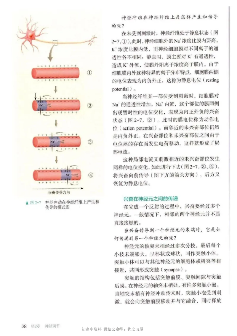 3新教材高中生物选择性必修1《稳态与调节》_高中三年全科资料_高中各科课本电子教材_06高中生物课本_人教版-生物课本