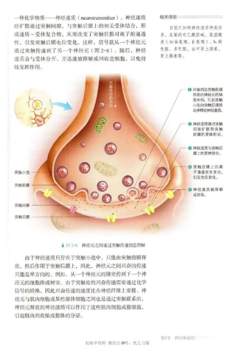 3新教材高中生物选择性必修1《稳态与调节》_高中三年全科资料_高中各科课本电子教材_06高中生物课本_人教版-生物课本