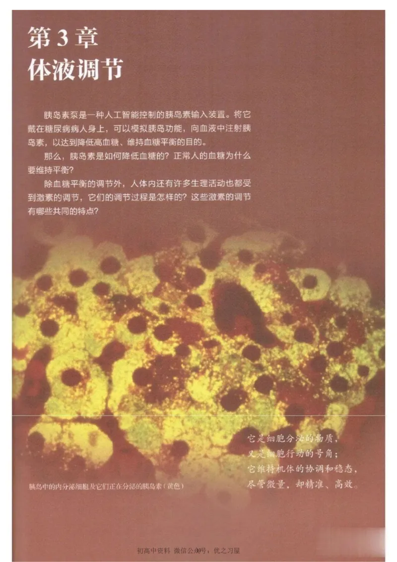 3新教材高中生物选择性必修1《稳态与调节》_高中三年全科资料_高中各科课本电子教材_06高中生物课本_人教版-生物课本