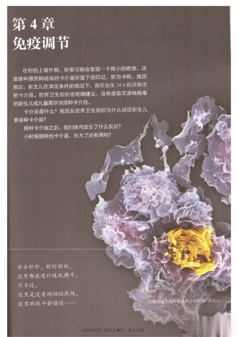 3新教材高中生物选择性必修1《稳态与调节》_高中三年全科资料_高中各科课本电子教材_06高中生物课本_人教版-生物课本