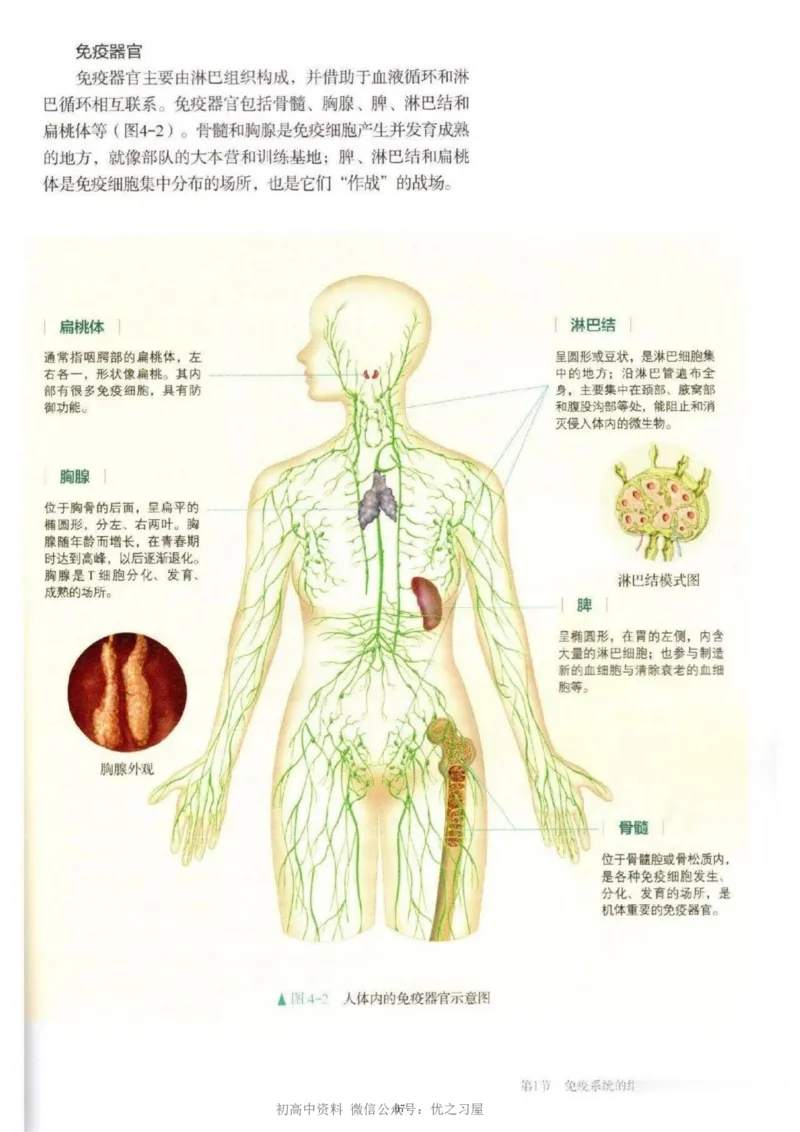 3新教材高中生物选择性必修1《稳态与调节》_高中三年全科资料_高中各科课本电子教材_06高中生物课本_人教版-生物课本