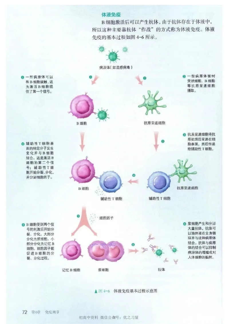 3新教材高中生物选择性必修1《稳态与调节》_高中三年全科资料_高中各科课本电子教材_06高中生物课本_人教版-生物课本