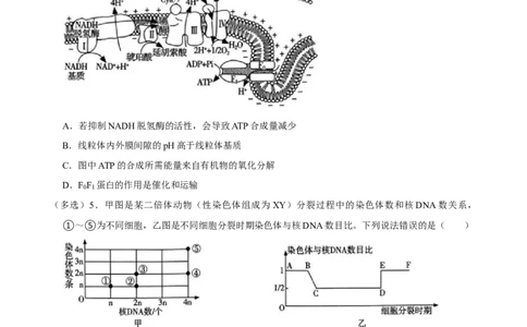 2025年菁优高考生物解密之多选题_中考押题2026《中考押题》系列（9科全套实时更新中）_2026版中考《菁优系列》趋势分析+押题密卷+抢分秘籍+模拟考试_0062025菁优高考解密汇编-生物