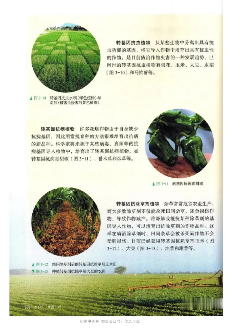 5新教材高中生物选择性必修3《生物技术与工程》_高中三年全科资料_高中各科课本电子教材_06高中生物课本_人教版-生物课本