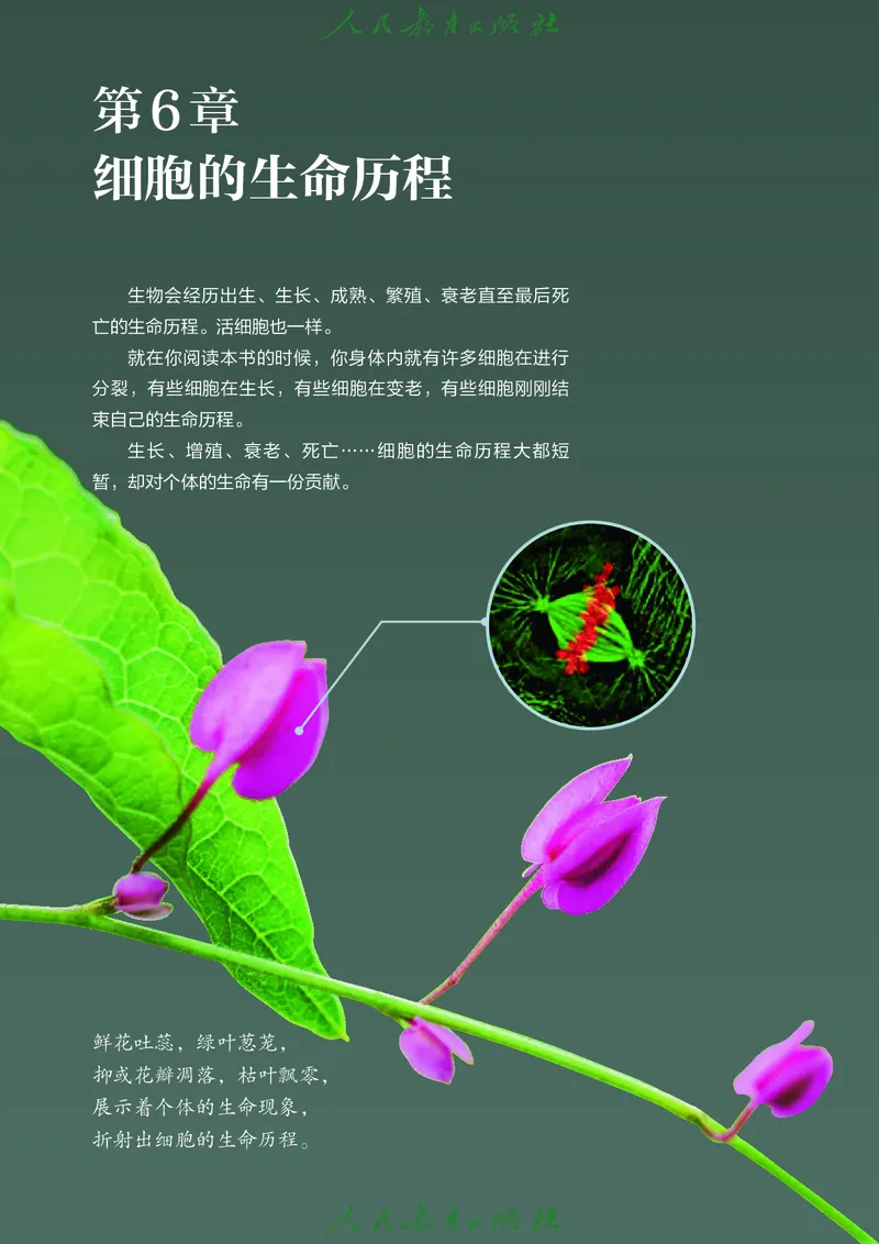 人教版高中必修1分子与细胞生物电子课本_高中三年全科资料_高中_高中电子教材_高中生物学_人教版