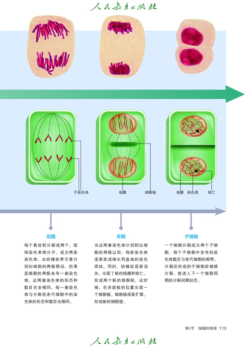 人教版高中必修1分子与细胞生物电子课本_高中三年全科资料_高中_高中电子教材_高中生物学_人教版