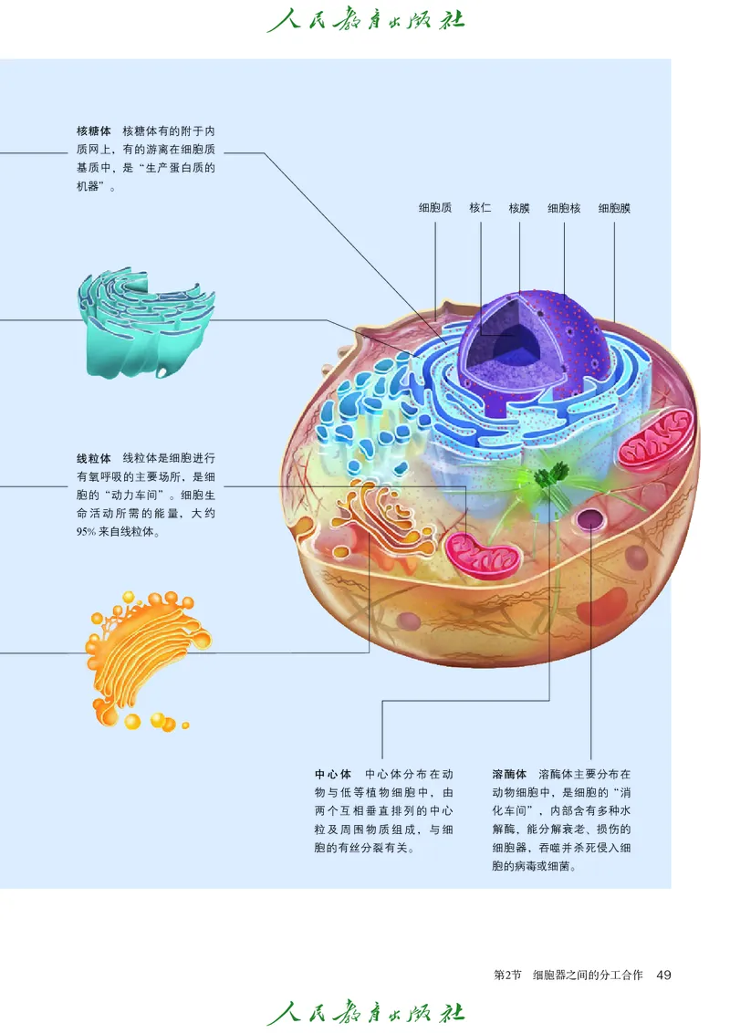 人教版高中必修1分子与细胞生物电子课本_高中三年全科资料_高中_高中电子教材_高中生物学_人教版