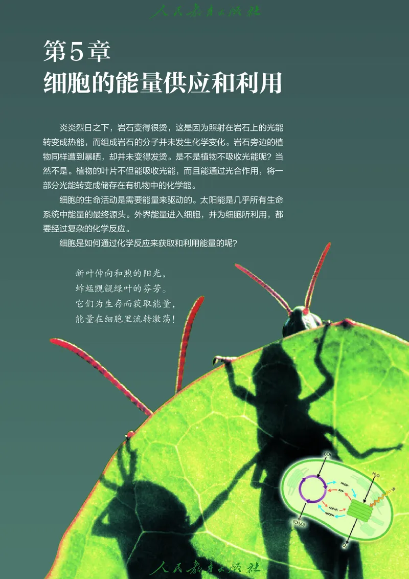 人教版高中必修1分子与细胞生物电子课本_高中三年全科资料_高中_高中电子教材_高中生物学_人教版