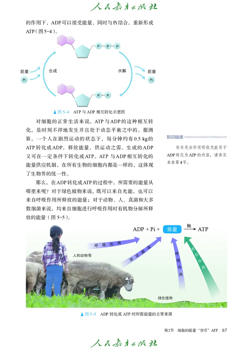 人教版高中必修1分子与细胞生物电子课本_高中三年全科资料_高中_高中电子教材_高中生物学_人教版