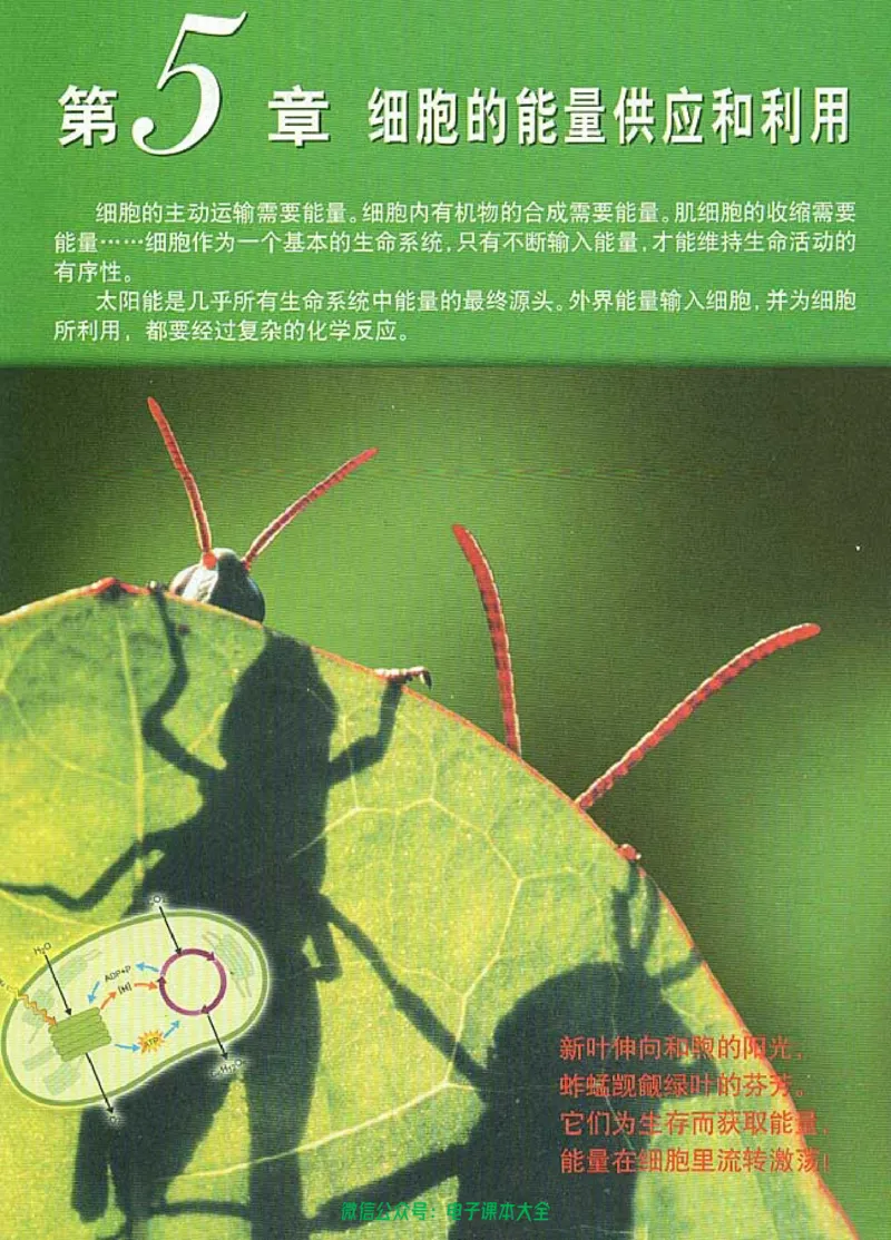 必修1《分子与细胞》_高中三年全科资料_高中_高中电子教材_旧教材_高中生物（人教旧版）_高中生物必修1-3（3本）
