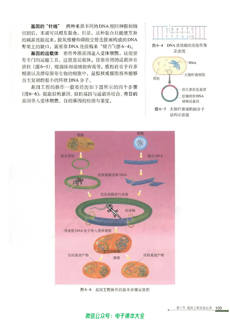 必修2《遗传与进化》_高中三年全科资料_高中_高中电子教材_旧教材_高中生物（人教旧版）_高中生物必修1-3（3本）