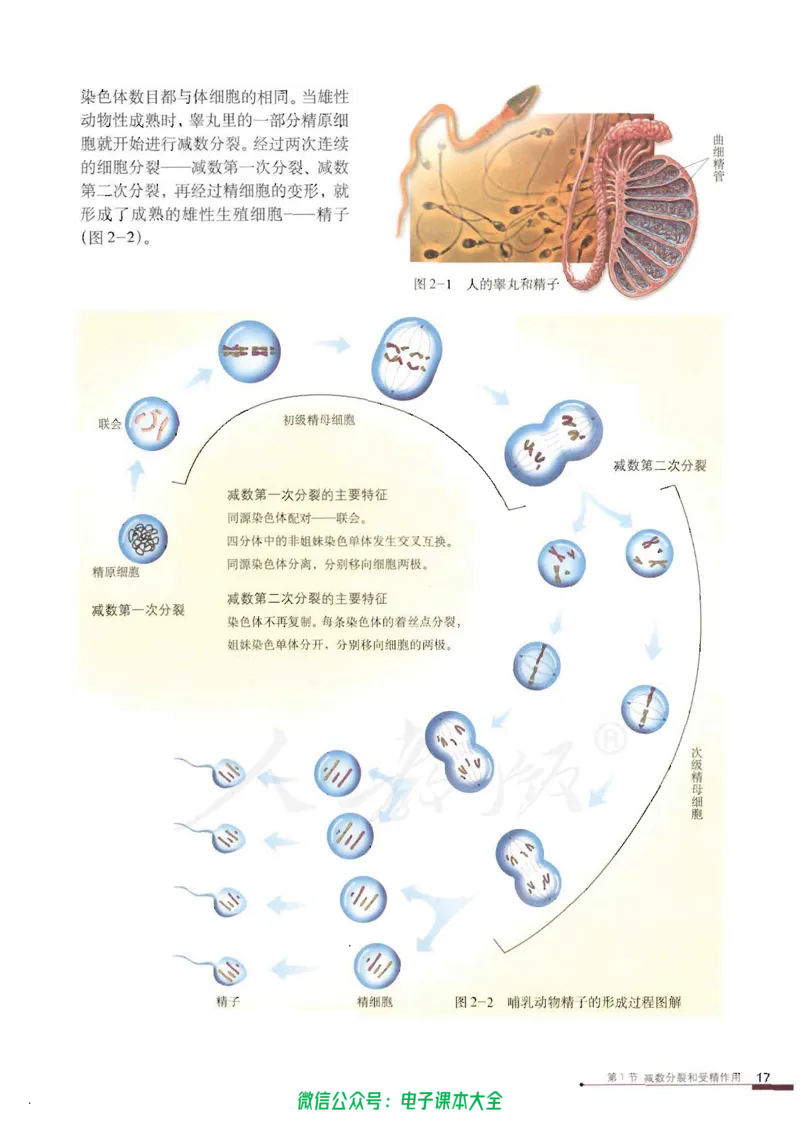 必修2《遗传与进化》_高中三年全科资料_高中_高中电子教材_旧教材_高中生物（人教旧版）_高中生物必修1-3（3本）