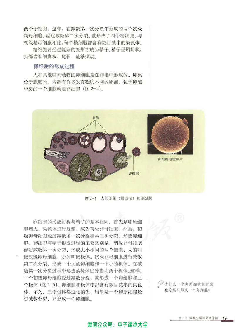 必修2《遗传与进化》_高中三年全科资料_高中_高中电子教材_旧教材_高中生物（人教旧版）_高中生物必修1-3（3本）