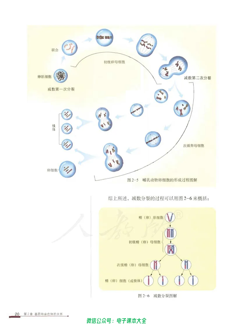 必修2《遗传与进化》_高中三年全科资料_高中_高中电子教材_旧教材_高中生物（人教旧版）_高中生物必修1-3（3本）
