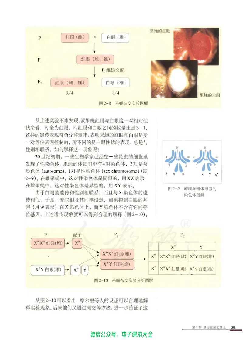 必修2《遗传与进化》_高中三年全科资料_高中_高中电子教材_旧教材_高中生物（人教旧版）_高中生物必修1-3（3本）