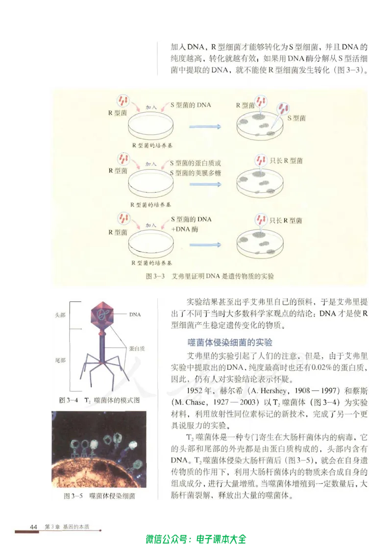 必修2《遗传与进化》_高中三年全科资料_高中_高中电子教材_旧教材_高中生物（人教旧版）_高中生物必修1-3（3本）