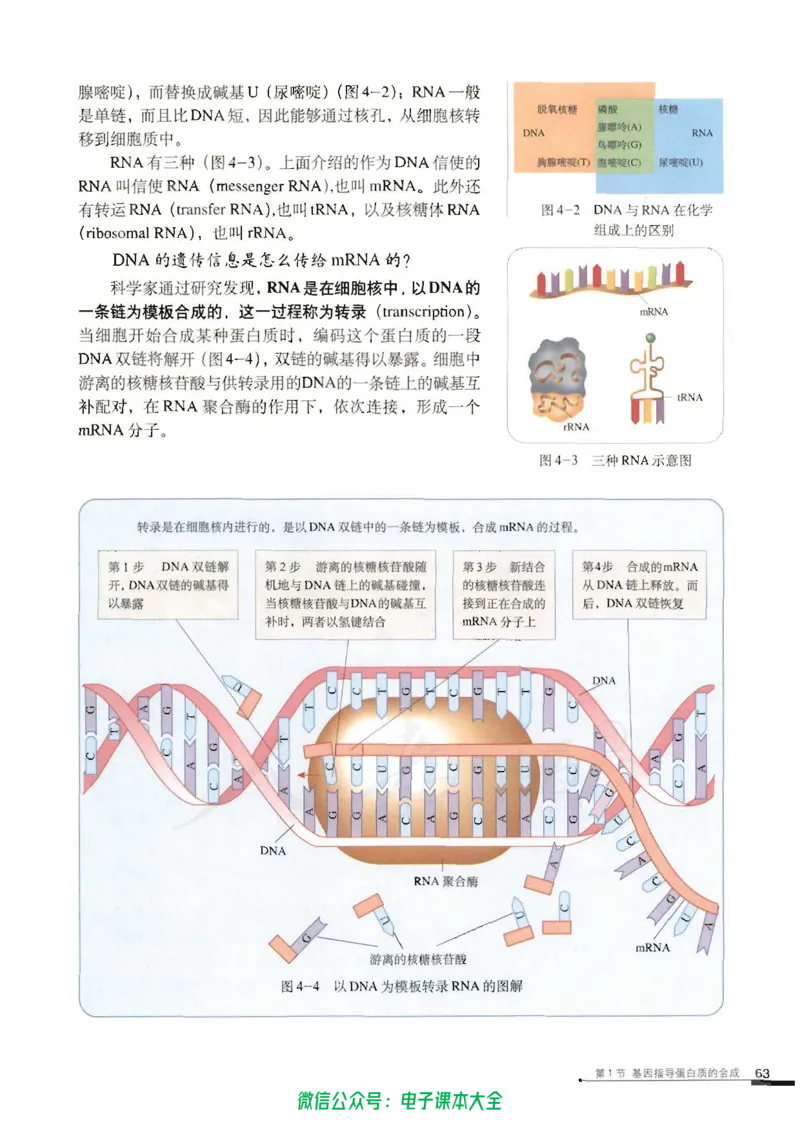 必修2《遗传与进化》_高中三年全科资料_高中_高中电子教材_旧教材_高中生物（人教旧版）_高中生物必修1-3（3本）