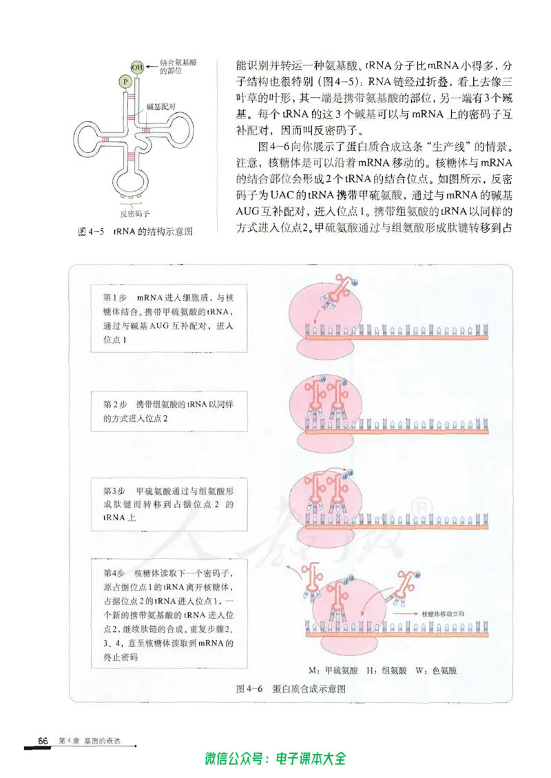 必修2《遗传与进化》_高中三年全科资料_高中_高中电子教材_旧教材_高中生物（人教旧版）_高中生物必修1-3（3本）