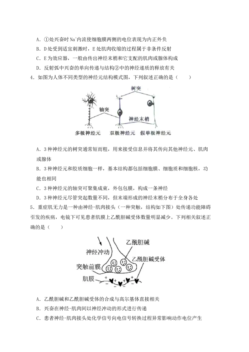 易错点11神经调节的&rdquo;四个&ldquo;注意（原卷版）_高中三年全科资料_高中_15高中全科《高考易错题》2025版_高考生物备战2025年高考易错题（新高考专用）