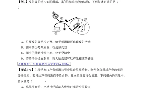 易错点11神经调节的&rdquo;四个&ldquo;注意（原卷版）_高中三年全科资料_高中_15高中全科《高考易错题》2025版_高考生物备战2025年高考易错题（新高考专用）