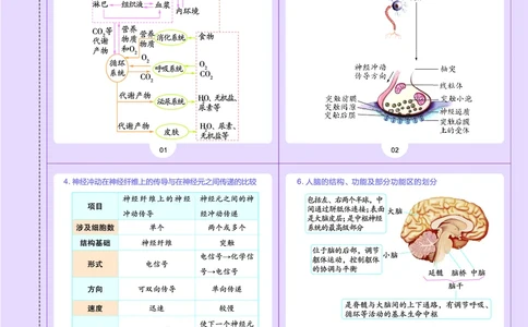 教材帮高中生物学选择性必修1（配ZK版）浙科版_高中三年全科资料_高中_高中电子教材_高中《教材帮》2025版高中《教材帮》（全科高清）_教材帮高中生物