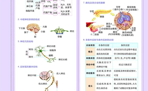 教材帮高中生物学选择性必修1（配RJ版）_高中三年全科资料_高中_高中电子教材_高中《教材帮》2025版高中《教材帮》（全科高清）_教材帮高中生物