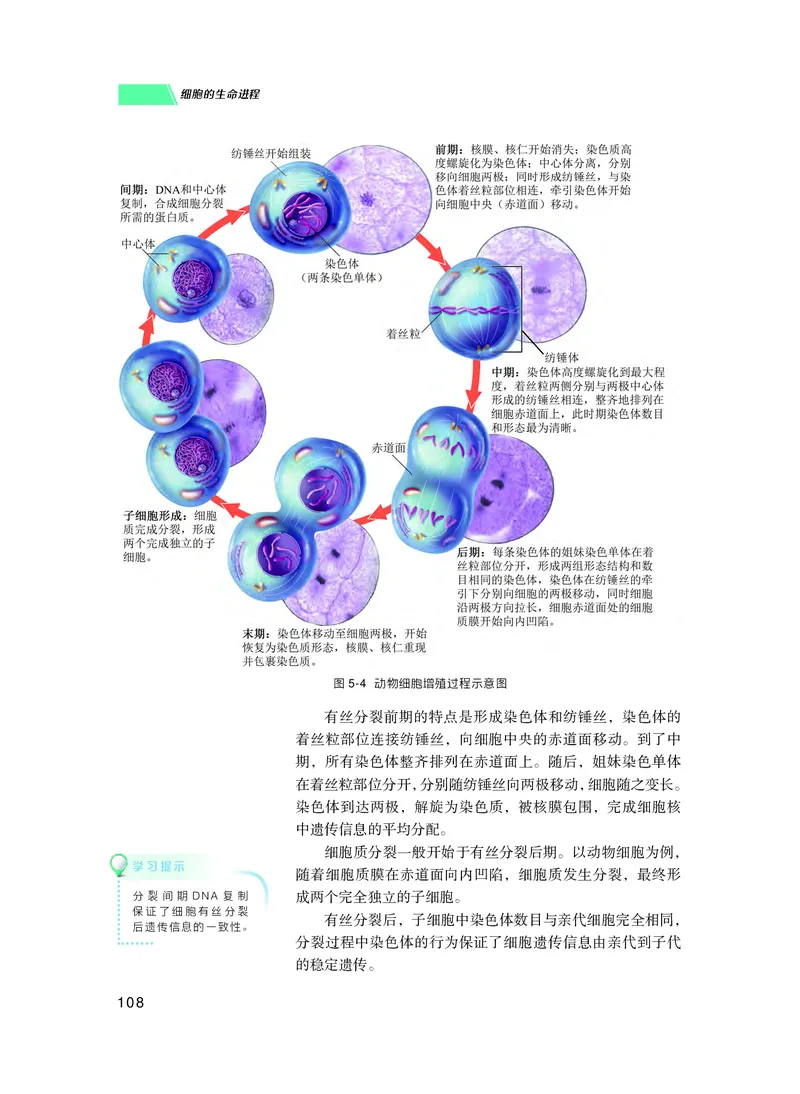 普通高中教科书生物学必修1分子与细胞_高中三年全科资料_高中_高中电子教材_高中生物学_沪科技版