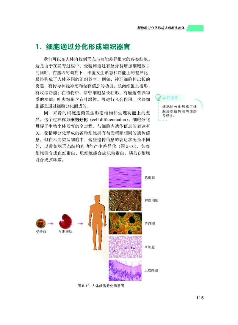普通高中教科书生物学必修1分子与细胞_高中三年全科资料_高中_高中电子教材_高中生物学_沪科技版