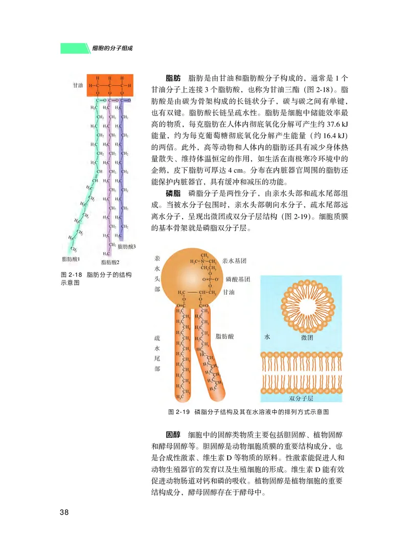 普通高中教科书生物学必修1分子与细胞_高中三年全科资料_高中_高中电子教材_高中生物学_沪科技版