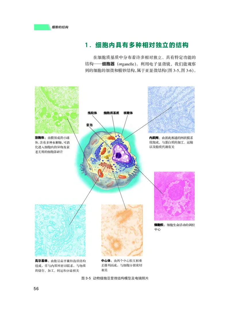 普通高中教科书生物学必修1分子与细胞_高中三年全科资料_高中_高中电子教材_高中生物学_沪科技版