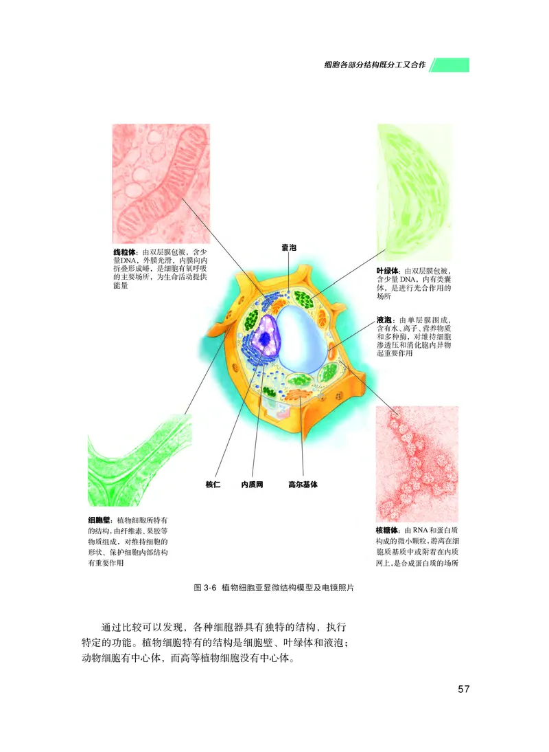 普通高中教科书生物学必修1分子与细胞_高中三年全科资料_高中_高中电子教材_高中生物学_沪科技版
