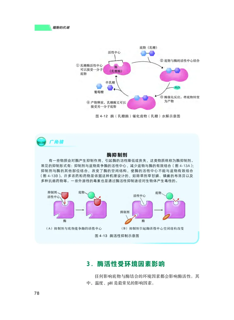 普通高中教科书生物学必修1分子与细胞_高中三年全科资料_高中_高中电子教材_高中生物学_沪科技版