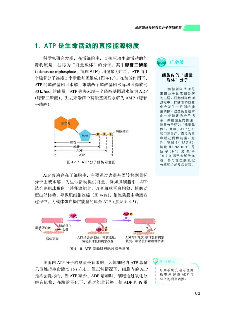 普通高中教科书生物学必修1分子与细胞_高中三年全科资料_高中_高中电子教材_高中生物学_沪科技版