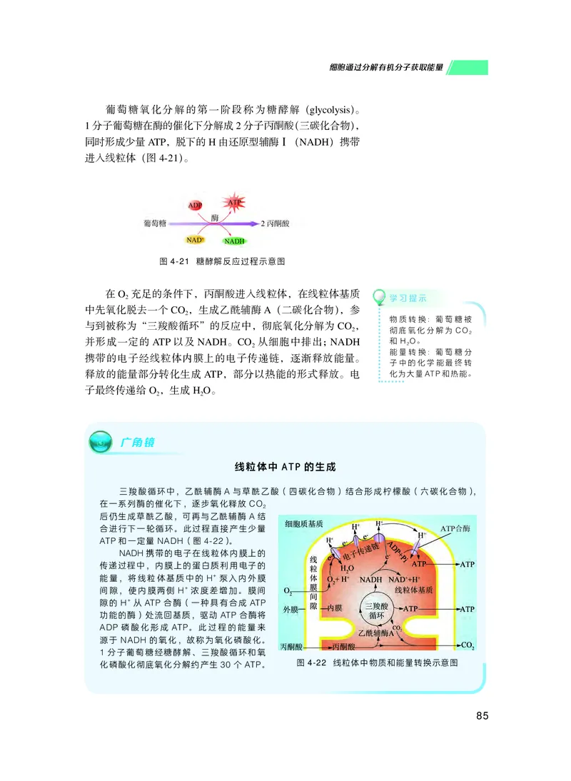 普通高中教科书生物学必修1分子与细胞_高中三年全科资料_高中_高中电子教材_高中生物学_沪科技版