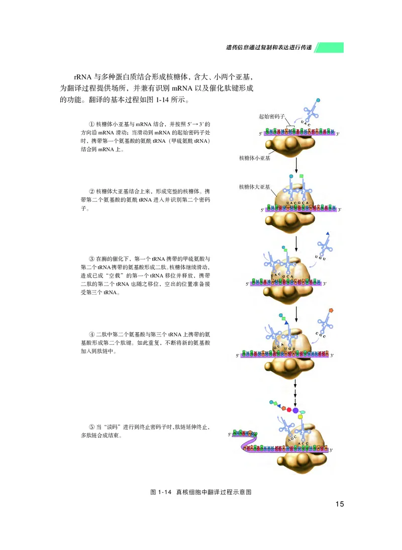 普通高中教科书生物学必修2遗传与进化_高中三年全科资料_高中_高中电子教材_高中生物学_沪科技版
