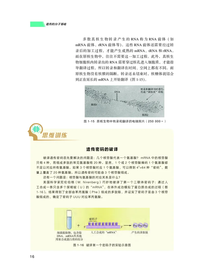 普通高中教科书生物学必修2遗传与进化_高中三年全科资料_高中_高中电子教材_高中生物学_沪科技版