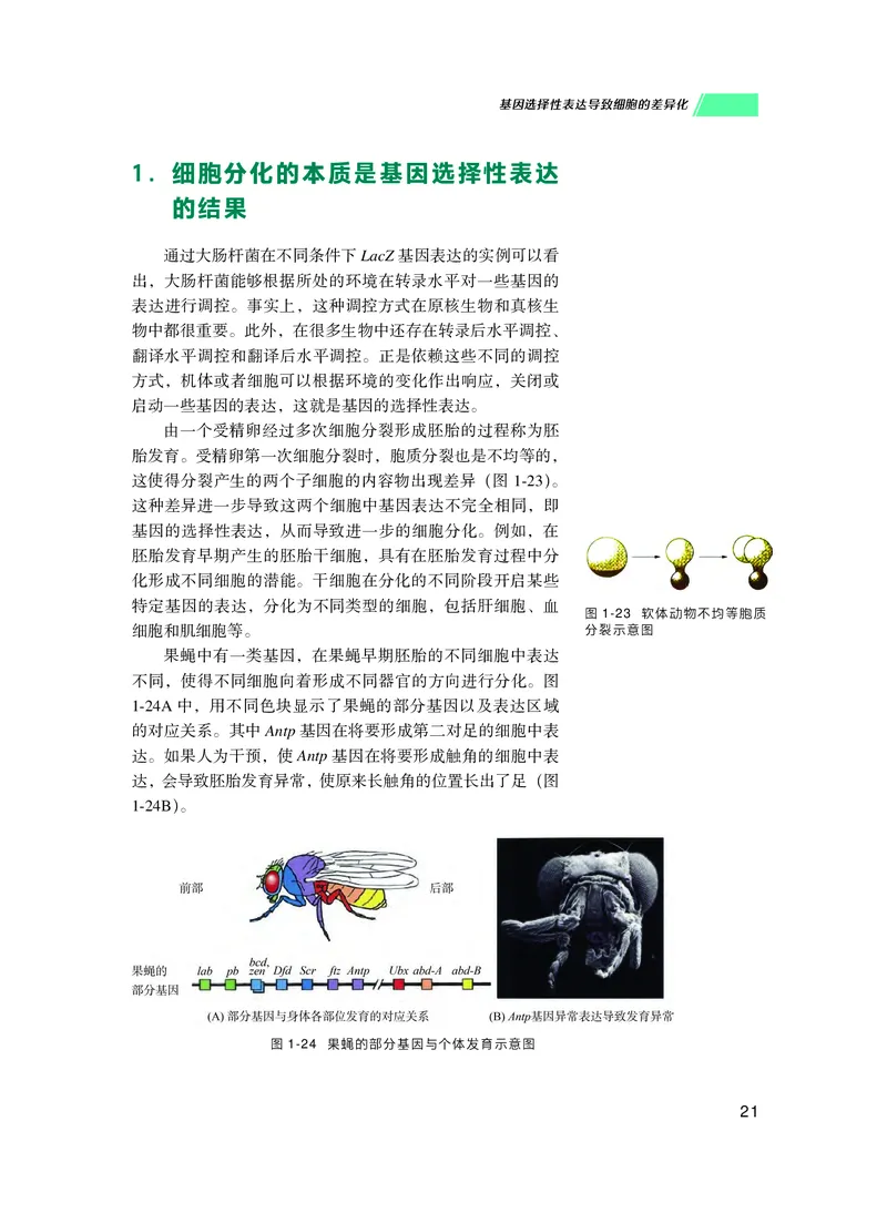 普通高中教科书生物学必修2遗传与进化_高中三年全科资料_高中_高中电子教材_高中生物学_沪科技版