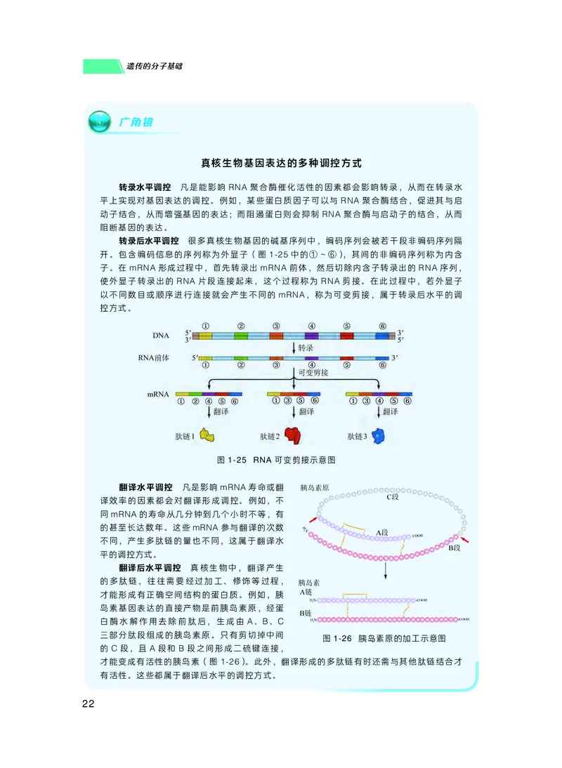 普通高中教科书生物学必修2遗传与进化_高中三年全科资料_高中_高中电子教材_高中生物学_沪科技版