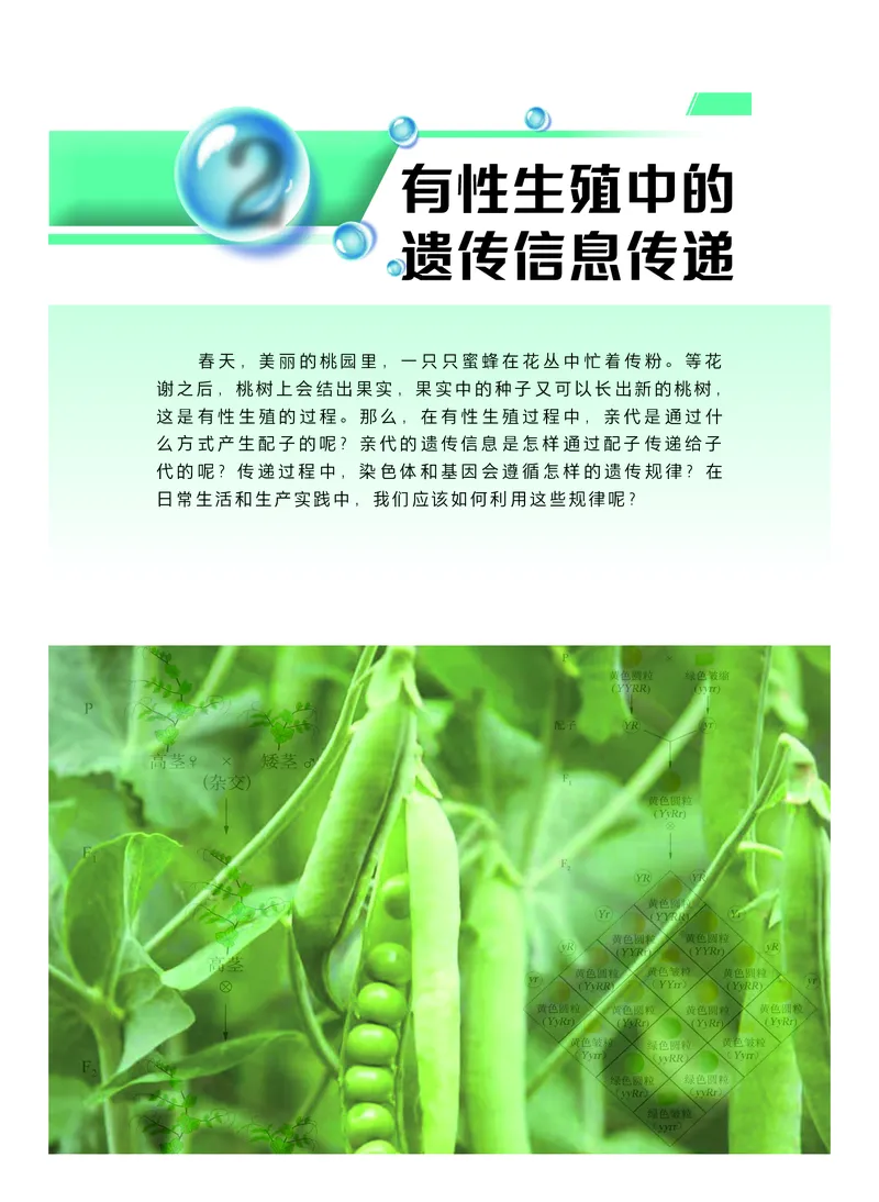 普通高中教科书生物学必修2遗传与进化_高中三年全科资料_高中_高中电子教材_高中生物学_沪科技版